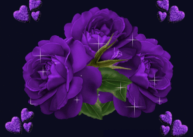 ورد بنفسجي متحرك للواتس اب والفيس بوك - صور ورد وزهور Rose Flower images